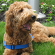 A goldendoodle therapy dog. (Image: AP)